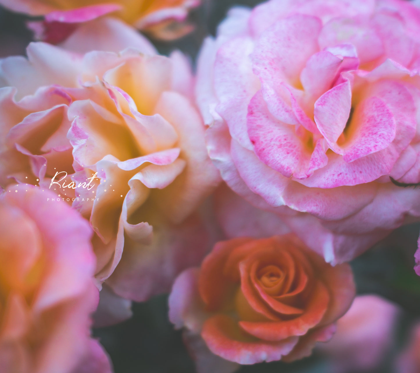 The More The Merrier