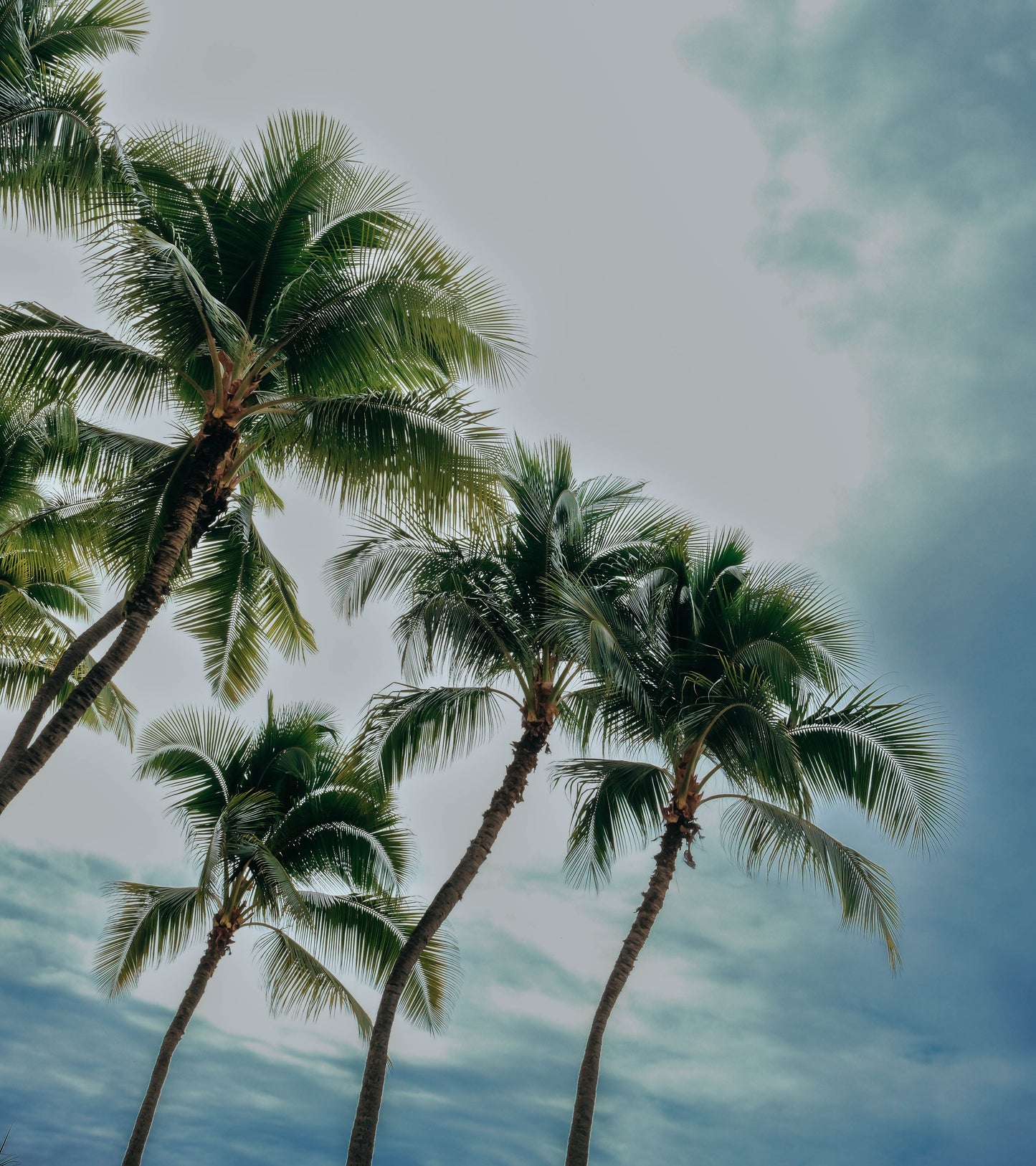 Hau'oli : Happy